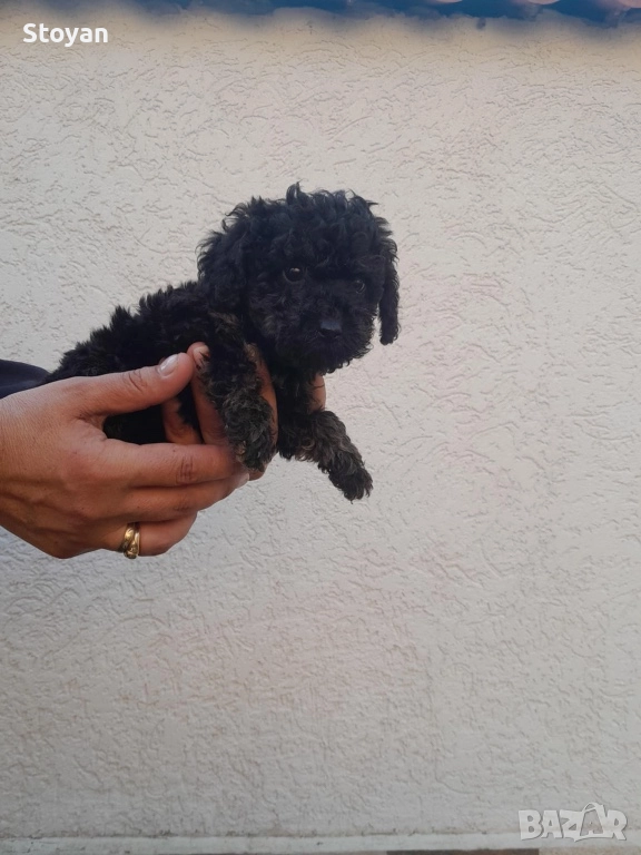 Продавам мини пуделчета , снимка 1