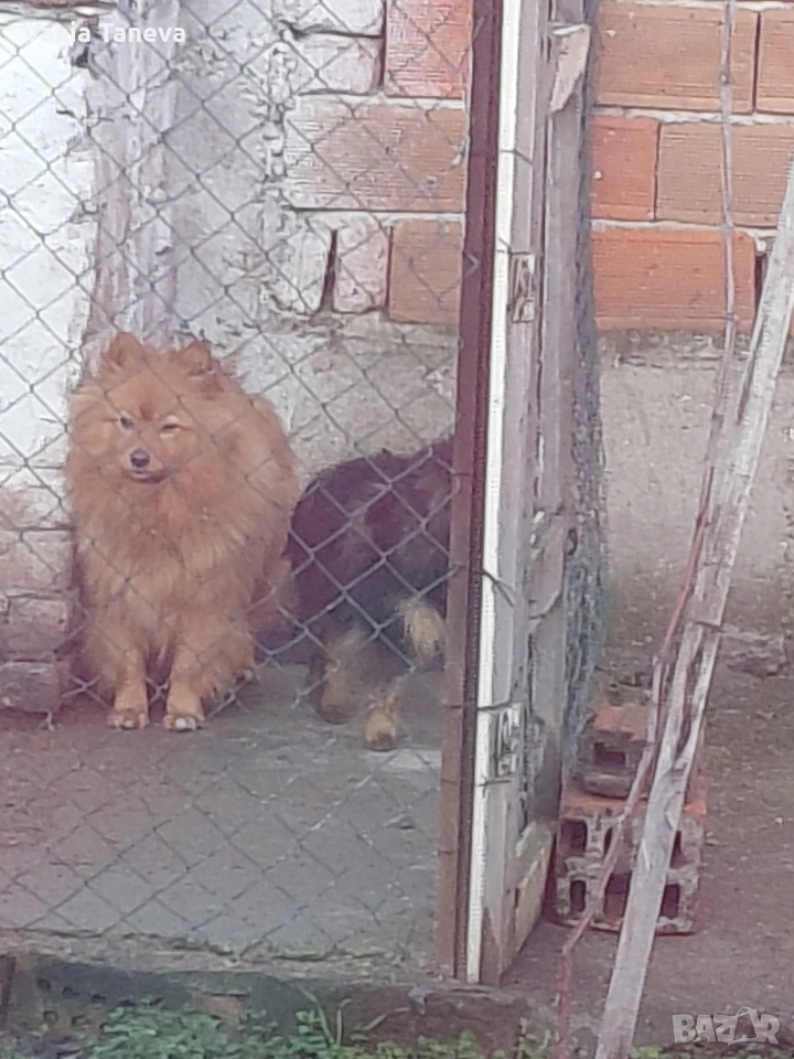продават се пумеран и пумеран тип шпиц едното е на 2г другото е на 7мес женски , снимка 1