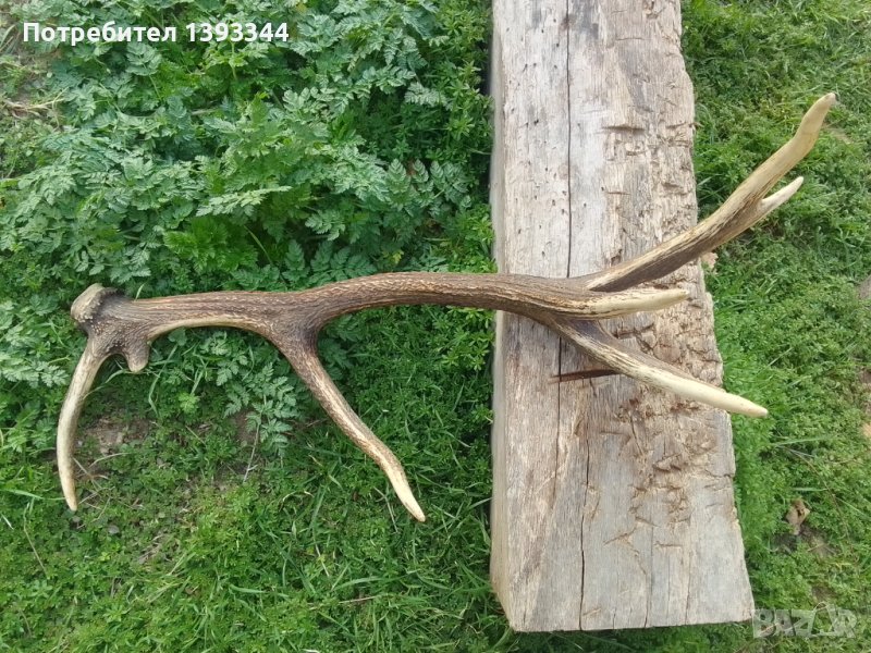 Еленски рог, снимка 1