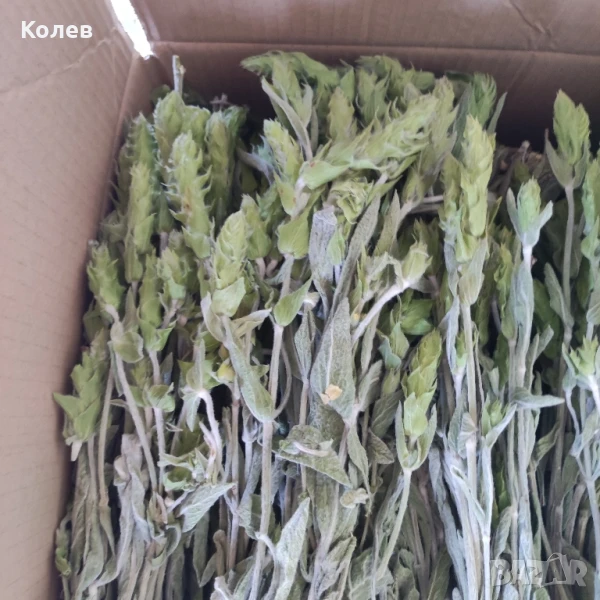 Мурсалски чай-стрък реколта 2025 г., снимка 1