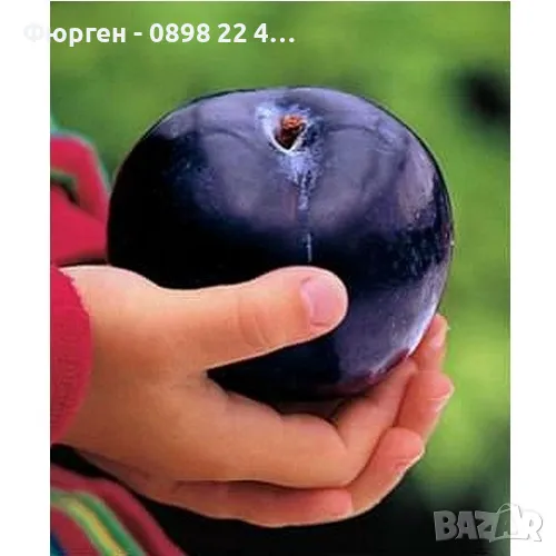 Слива - Черен диамант (Блек Даймънд), снимка 1