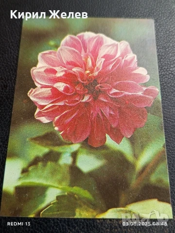 Старо календарче серия ЦВЕТЯ много красиво за КОЛЕКЦИЯ ДЕКОРАЦИЯ 30097, снимка 3 - Колекции - 51232491