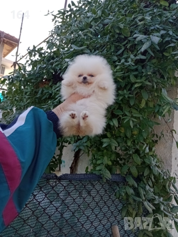 Миниатюрен мини Померан., снимка 6 - Померан - 52854083