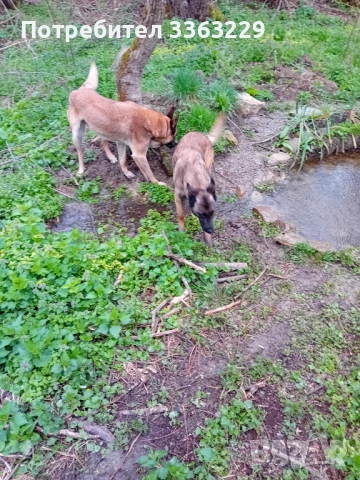 Продавам белгийски овчарки , снимка 3 - Белгийска овчарка - 53204577