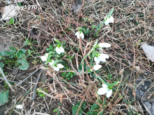 ГРЪМ ОТ КОКИЧЕТА-ЛОТ В САКСИЯ С ЛУКОВИЦИ И ПОЧВА 0402251648, снимка 18 - Градински цветя и растения - 48965524