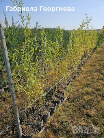 Къдрава върба , снимка 4 - Градински цветя и растения - 47779024