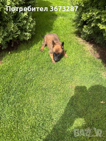 Белгийска овчарка милиноа, снимка 11 - Белгийска овчарка - 51667075