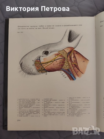Атлас по топографска анатомия на селскостопанските животни Том 1, 2 и 3, снимка 9 - Специализирана литература - 52815137
