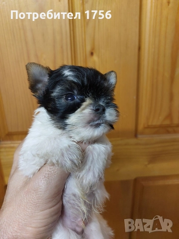 Бивер йорк, мини юнак., снимка 3 - Йоркширски териер - 52859387