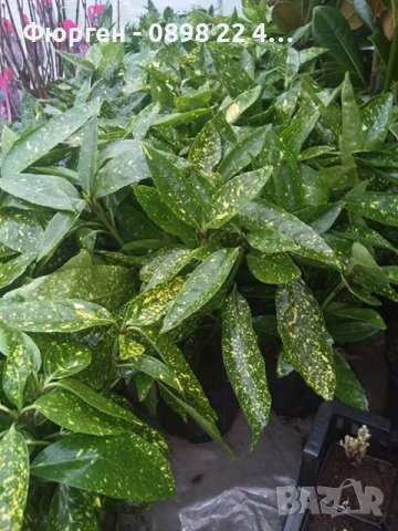 Аукуба -Aucuba, снимка 3 - Разсади - 38995516