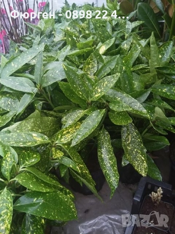 Аукуба -Aucuba, снимка 4 - Разсади - 52383950