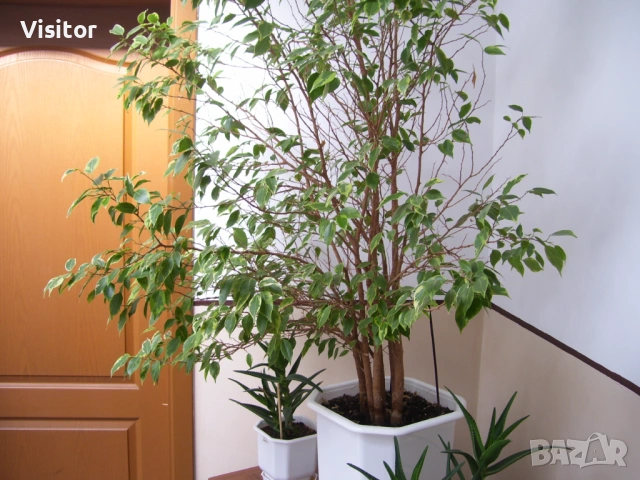 фотоапарат Kodak C533 , снимка 13 - Фотоапарати - 54337935