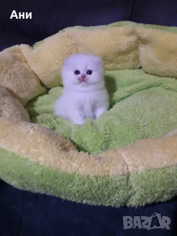 КОТЕНЦЕ УНИКАТ.МОМЧЕНЦЕ, снимка 6 - Чинчили - 56524149
