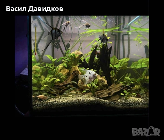 Аквариум куб 60/60/60 216л, снимка 2 - Аквариуми - 53923035