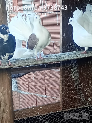 Продавам гълъби 