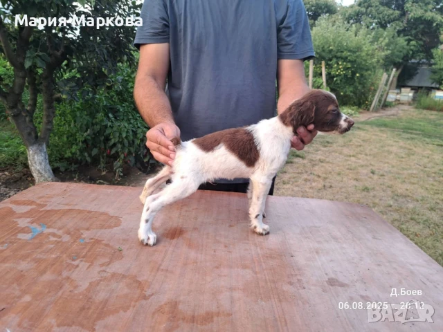 Бретон шпаньол, снимка 1