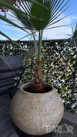 Кашпи с палми, снимка 2 - Саксии и кашпи - 51912631