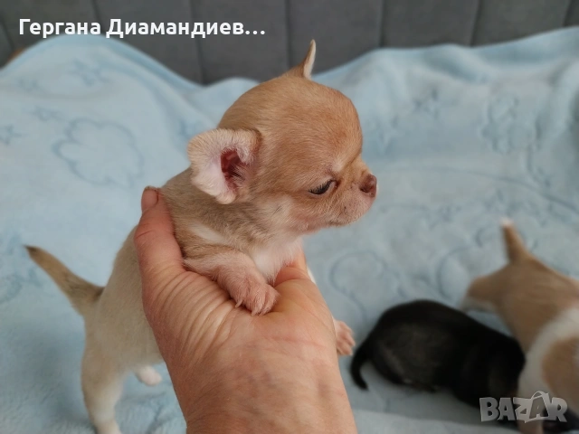 мини чихуахуа 