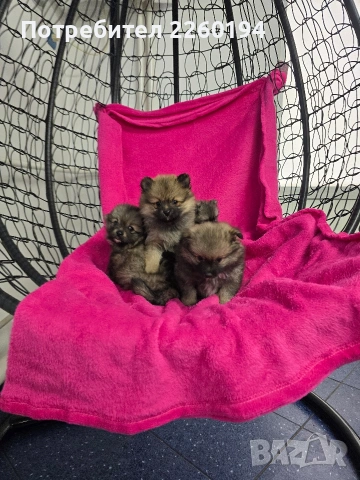 померан, снимка 3 - Померан - 53323417