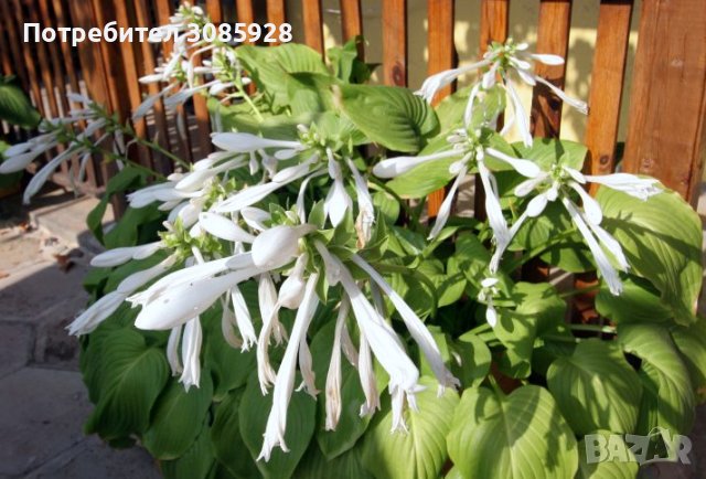 ХОСТА, HOSTA VENYRIKOZA  , снимка 4 - Градински цветя и растения - 40676498