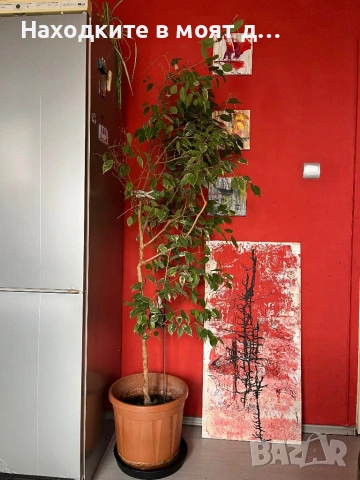 Бенджамин, снимка 3 - Стайни растения - 53248838