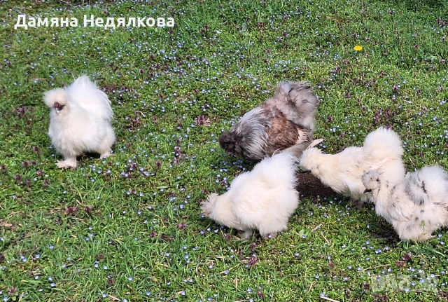 оплодени яйца от копринки , снимка 3 - Кокошки и пуйки - 54190833