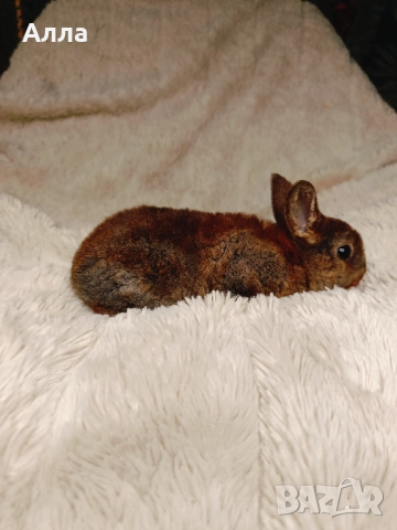 Голландско джуджета и Рекс, декоративно зайчета. , снимка 2 - Декоративни зайчета - 52861714