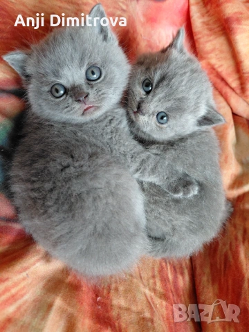 Британска късокосместа., снимка 6 - Британска късокосместа - 51429154