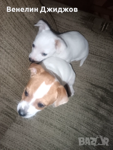 Чихоа, снимка 3 - Чихуахуа - 52907647