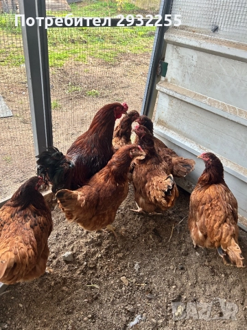 Ексели , снимка 2 - Кокошки и пуйки - 52901821
