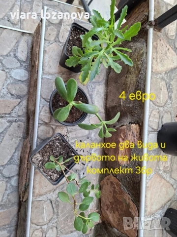 Различни цветя, снимка 15 - Стайни растения - 53278464