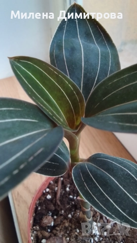 Лудизия Скъпоценна орхидея - Ludisia Discolor, снимка 5 - Стайни растения - 51258525