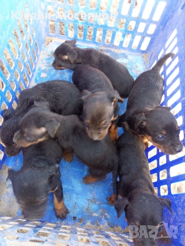 Свободни пинчери, снимка 3 - Пинчер - 52962032