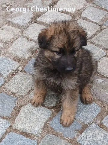 Малки немски овчарки!