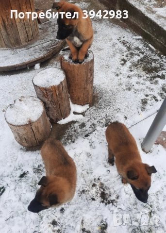 Белгийска овчарка Малиноа 