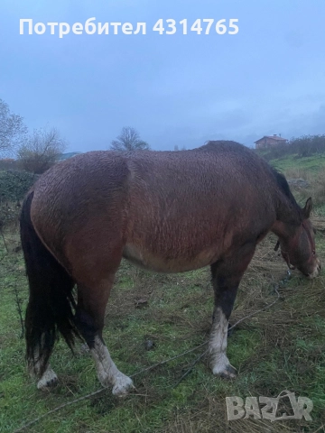 Продавам 2-годишно женско конче за повече инфо звънете, снимка 2 - Коне - 52585891