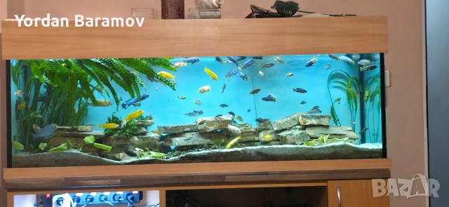 аквариум с всичко към него с рибките 