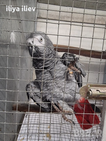 Двойка кралско жако , снимка 2 - Папагали - 53929277