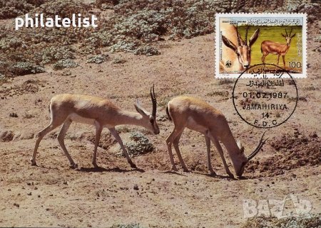 Либия 1987 - 4 броя Карти Максимум - WWF, снимка 3 - Филателия - 38842591