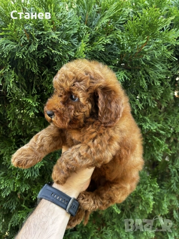Мини Пудели Момчета и Момичета / Mini Poodle Boys and Girls, снимка 7 - Померан - 55655687