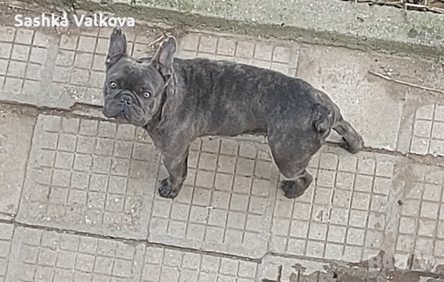 Син и пясъчен френски булдог за разплод!, снимка 4 - Търси партньор - 44384428