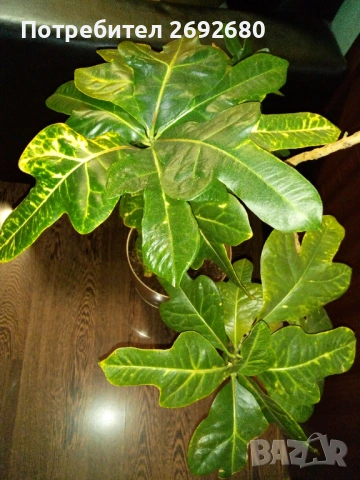 Планински кротон -1метър/15годишен/няколко разклонения , снимка 7 - Стайни растения - 44861352
