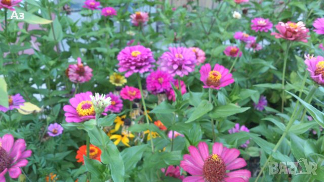 продавам семена на цветя Циния (реколта 2025 г.), снимка 13 - Градински цветя и растения - 29996550