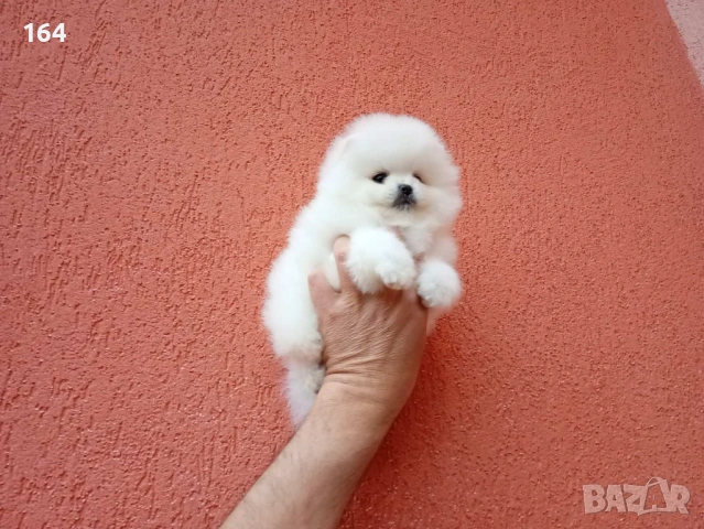 Бяло момченце. Померан. Снимки от днес!, снимка 6 - Померан - 54270465