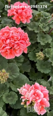 Сортово мушкато(моловка праскова)