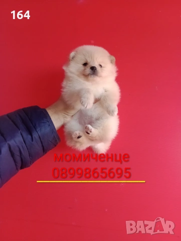 Мъжки и женски Померани. Реални снимки от 12.01.26 г. Померанчета.