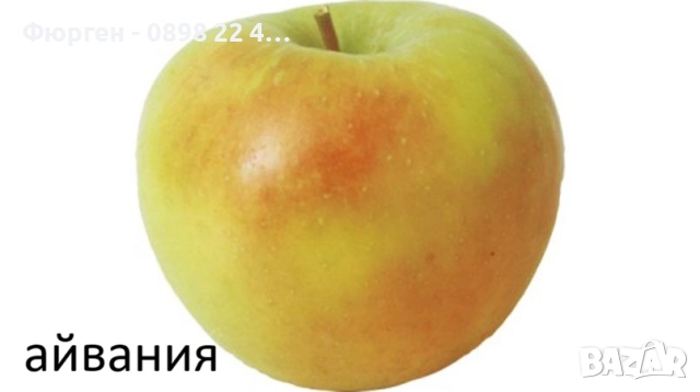 Ябълка – подбрани сортове за богата и вкусна реколта