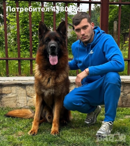 Немски овчарки  , снимка 3 - Немска овчарка - 51551842
