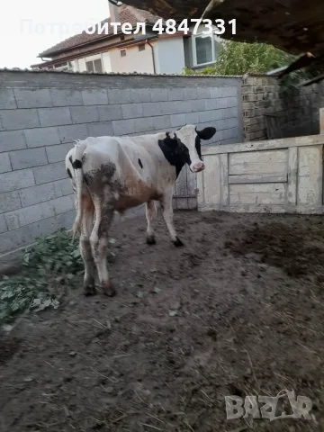 Теле.               ., снимка 4 - Крави - 55993187