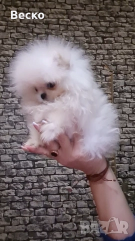 Померан мини женски 